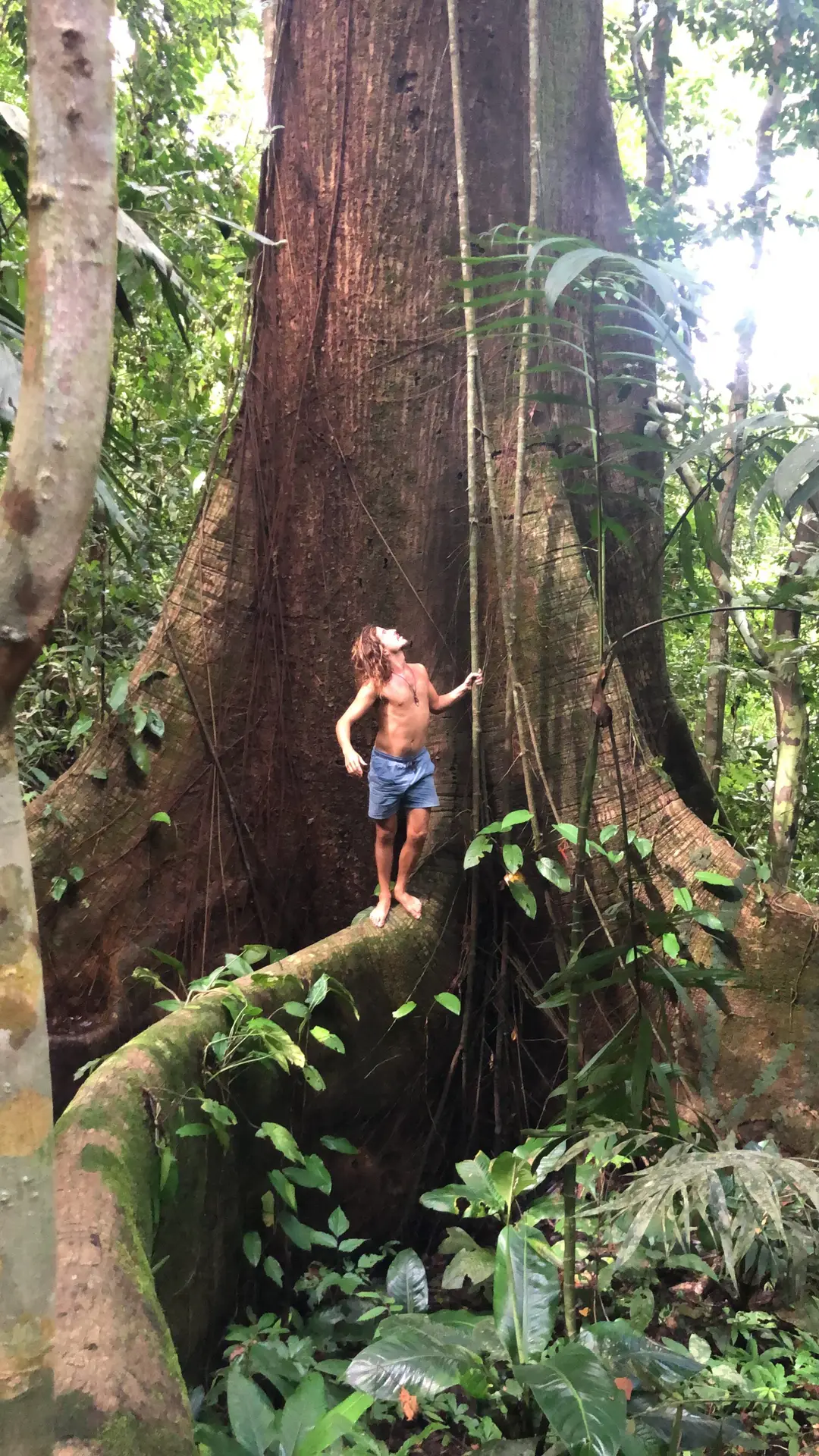 The giant ceiba tree inspires awe