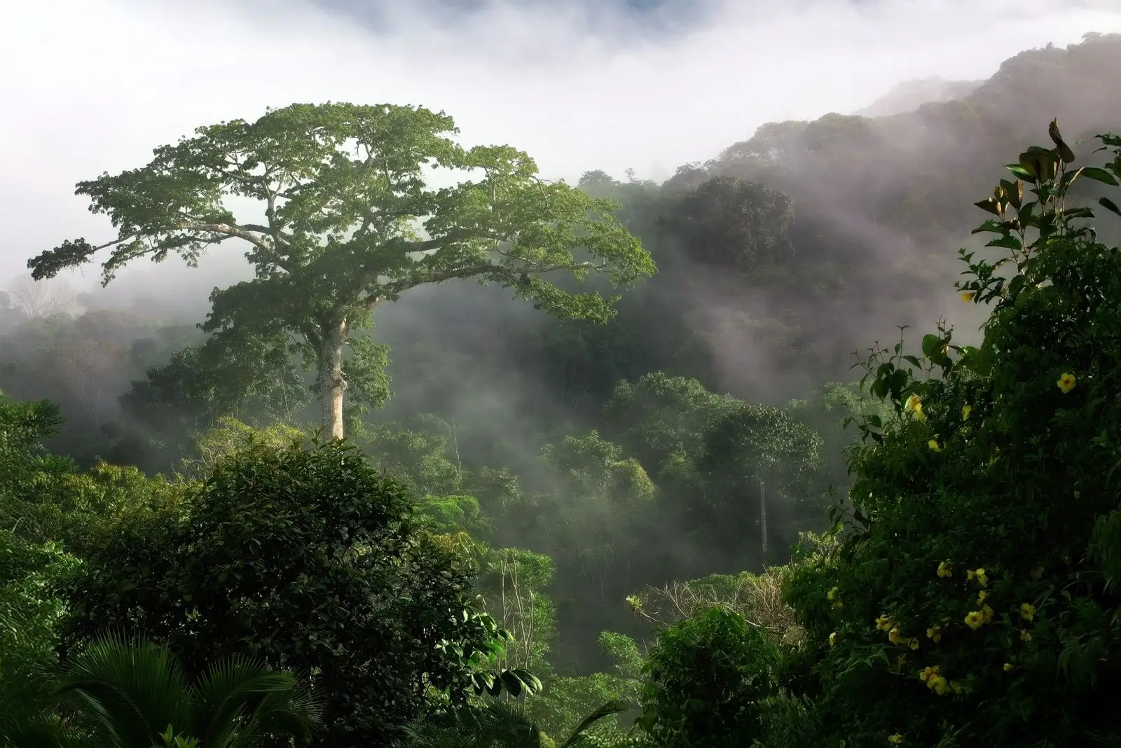 Our magnificent Ceiba tree - the tree that inspired "Avatar"!
