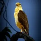 Yellow Headed Caracara perched