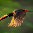 Toucan in flight
