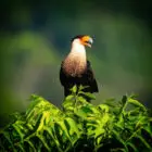 Crested Caracara on a tree top