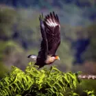 Crested Caracara liftoff