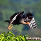 Crested Caracara in flight