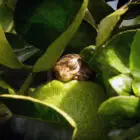 Tree Frog nap on a lemon at Finca Verde