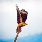 Yellow Headed Caracara taking off