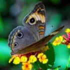 Butterfly on yellow flowers