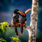 Aracari pair