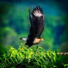 Crested Caracara in flight