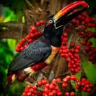 Enter Aracari Eating Fan Palm Berriesname