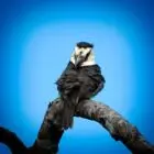 White-necked Puffbird