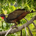 Crested Guan in Ylang-ylang tree #2