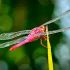 Red Dragonfly