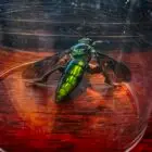 Giant Metallic Orchid Bee