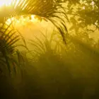 Finca Verde Golden Morning 