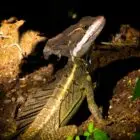 Jesus Christ Lizard (Basilisk)
