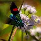 Luminous Bug on pink flower