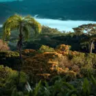 Maya Tree San Juan de Dios Morning