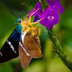 Moth on Butterfly Bush