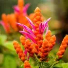 Panama Queen (Coral Aphelandra)