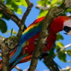 Scarlet Macaw