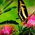 Powerpuff and Swallowtail Butterfly