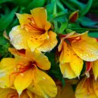 Yellow Flowers at San Gerardo de Dota