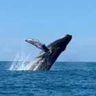 Whale breaching