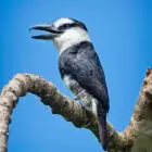 White-necked Puffbird