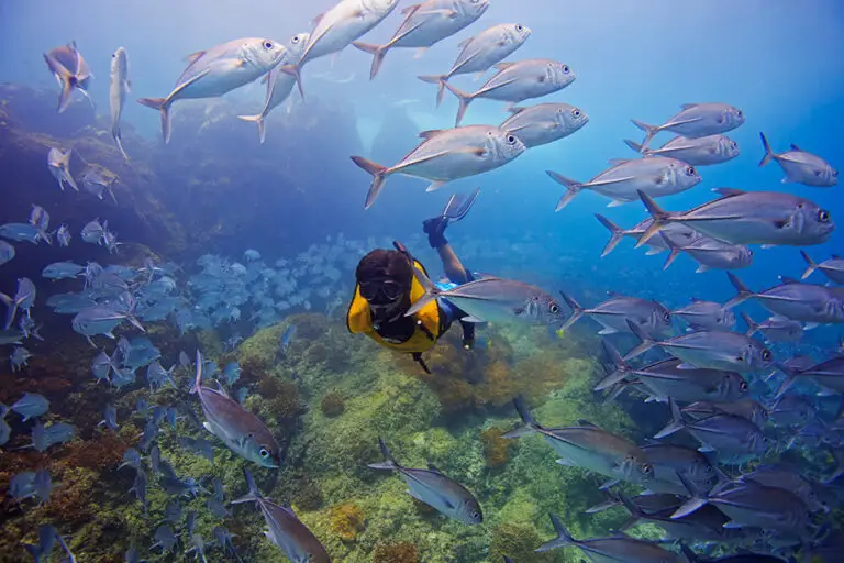 snorkeling at Cano Island Costa Rica with clear water and marine life