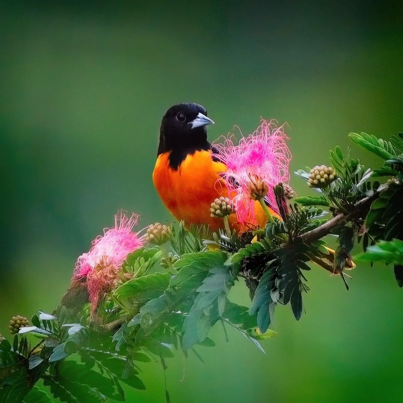 Birding in Costa Rica. A Baltimore Oriole in a powder puff bush.