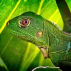 Green Lizard on Lettuce