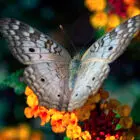 Butterfly on orange flower 2
