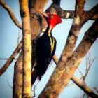 Pale Billed Woodpecker