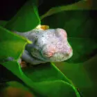 Sleeping Tree Frog