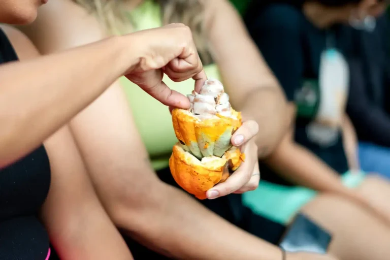 cacao tour experience showing how chocolate is made in Costa Rica