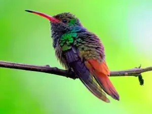 Hummingbird in Costa Rica rainforest
