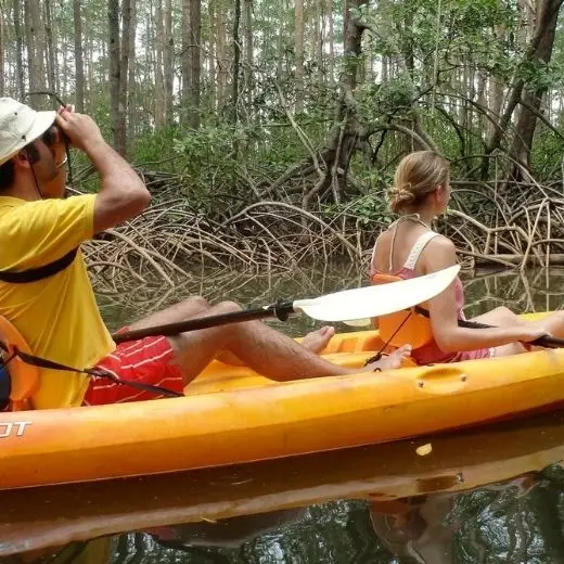 kayaking through mangrove forest in Costa Rica
