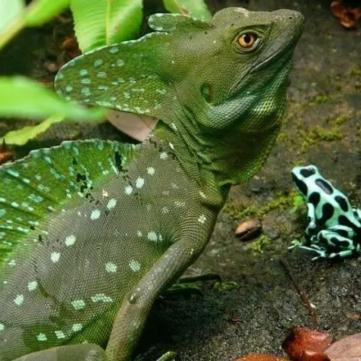 Manuel Antonio National Park in Costa Rica with tropical forest and coastline