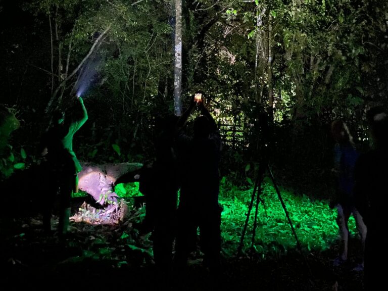 guided night hike through rainforest in Costa Rica spotting nocturnal wildlife
