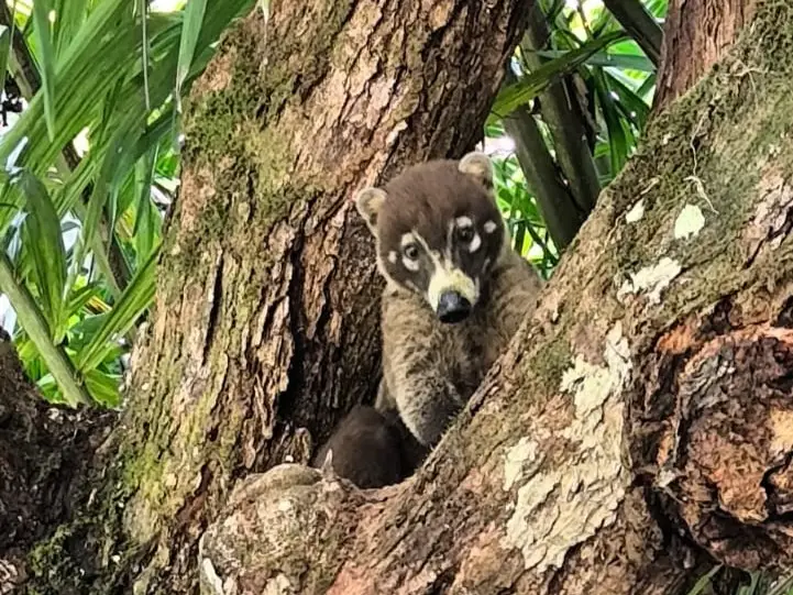 guided rainforest wildlife walk in Costa Rica spotting animals and tropical plants