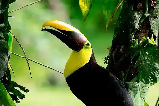toucan in costa rica