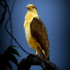 Yellow Headed Caracara perched