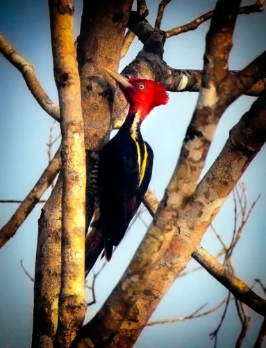 Birding in Costa Rica. Pale-billed Woodpecker