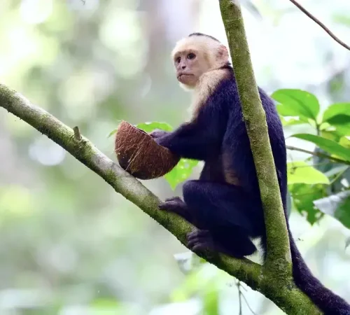 capuchin-monkey-corcovado-costa-rica